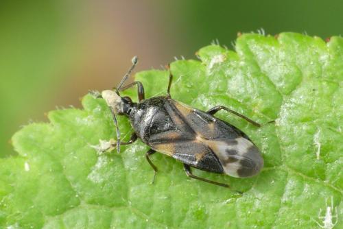 Anthocoris nemoralis